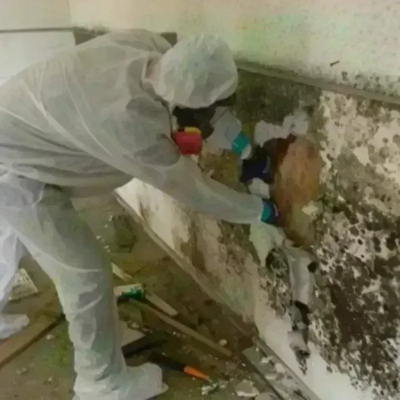 Mold Remediation and Removal in Berlin, PA